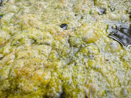 Grünalgenschlamm schwimmt auf der Oberfläche des Brunnens.