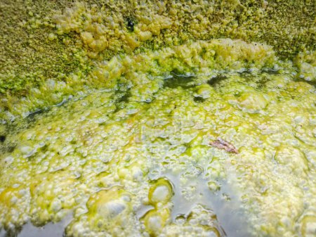 Téléchargez les photos : Boues d'algues verdâtres flottant à la surface du puits. - en image libre de droit