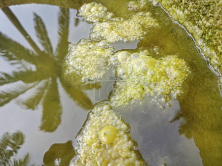 lodo de algas verdosas flotando en la superficie del pozo.