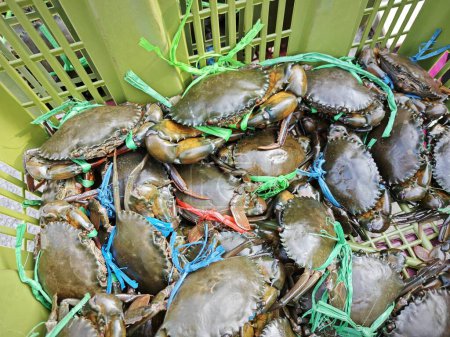 crabes vivants de boue ou de mangrove à vendre dans le panier.