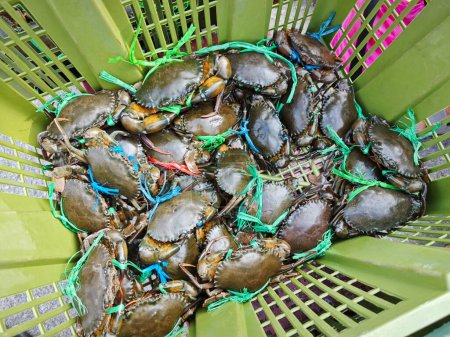 alive mud or mangrove crabs for sale in the basket.