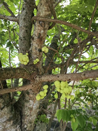 Phyllanthus acidus Trauben von Stachelbienen, die aus dem Stamm sprießen.