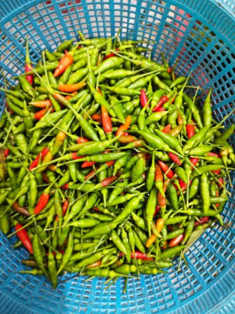 baskets of fresh green mini chili padi.