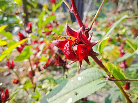 Rote Baumwollfleckkäfer paaren sich an der Rosellenpflanze.