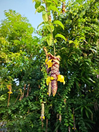 wild hängende Weingut gmelina philippensis Charme Blumen.