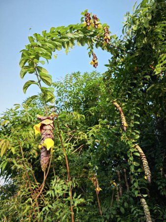 Téléchargez les photos : Sauvage pendaison vinerie gmelina philippensis charme fleurs. - en image libre de droit