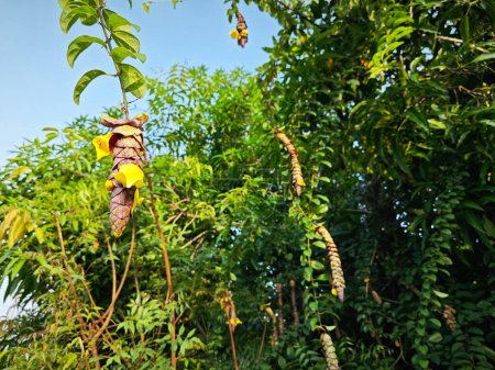 Téléchargez les photos : Sauvage pendaison vinerie gmelina philippensis charme fleurs. - en image libre de droit