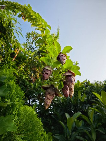 wild hängende Weingut gmelina philippensis Charme Blumen.