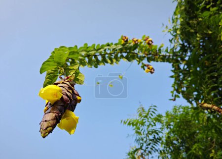 sauvage pendaison vinerie gmelina philippensis charme fleurs.