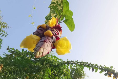 sauvage pendaison vinerie gmelina philippensis charme fleurs.