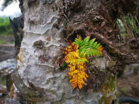 hojas de helecho poco saludables que crecen en el tronco de palma aceitera