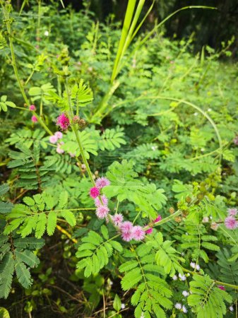 meadow overgrowth with the Mimosa Invisa Giant Sensitive Plant