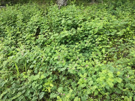 meadow overgrowth with the Mimosa Invisa Giant Sensitive Plant