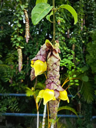 wild hanging vinery gmelina philippensis charm flowers. 