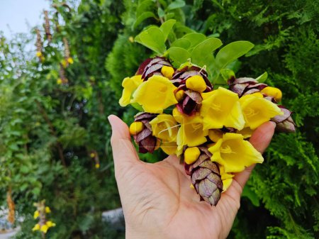 sauvage pendaison vinerie gmelina philippensis charme fleurs. 