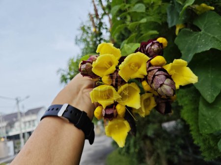 wild hängende Weingut gmelina philippensis Charme Blumen. 
