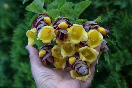 tenant un amas de fleurs de charme gmelina philippensis.  