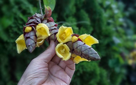 holding a cluster of gmelina philippensis charm flowers.  