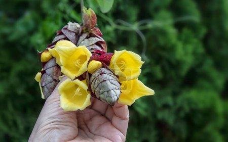 mit einer Traube von Gmelina philippensis Charme-Blumen.  