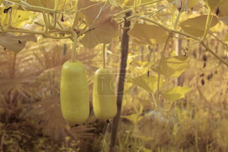 Infrarotbild der Frucht Lagenaria siceraria, die am Weinstock hängt.