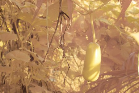 imagen infrarroja de Lagenaria siceraria fruta que cuelga del árbol de la vid.