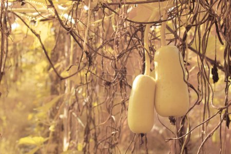 infrared image of Lagenaria siceraria fruit hanging on the vine tree.
