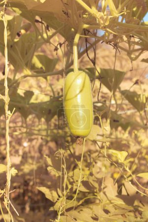 Infrarotbild der Frucht Lagenaria siceraria, die am Weinstock hängt.