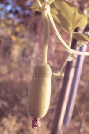 imagen infrarroja de Lagenaria siceraria fruta que cuelga del árbol de la vid.