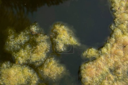 Téléchargez les photos : Image infrarouge de boues d'algues verdâtres flottant à la surface du puits. - en image libre de droit