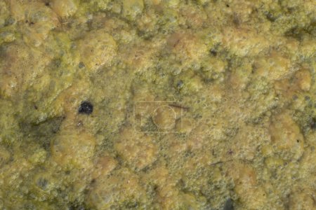 infrared image of greenish algae sludge floating on the surface of the well.