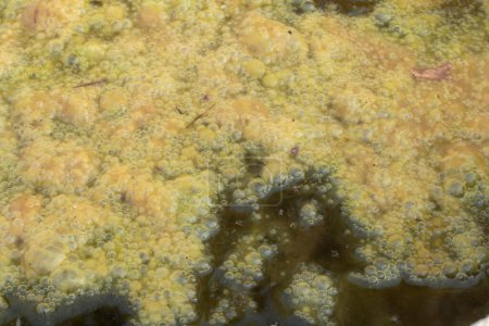 image infrarouge de boues d'algues verdâtres flottant à la surface du puits.