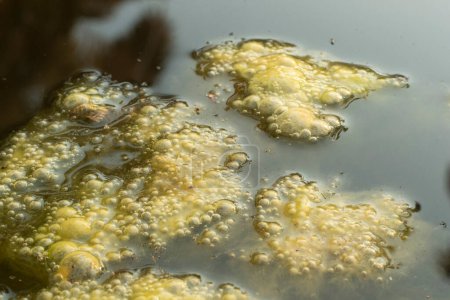 infrared image of greenish algae sludge floating on the surface of the well.