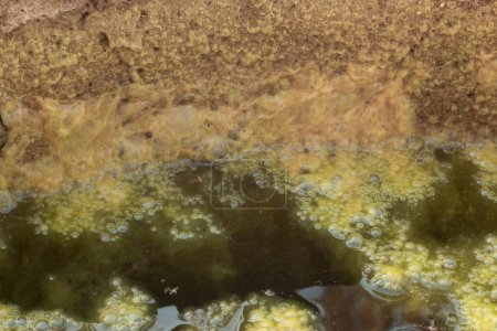 Infrarotbild von grünlichem Algenschlamm, der auf der Oberfläche des Brunnens schwimmt.