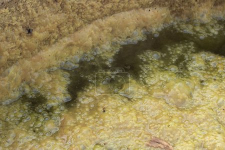 Téléchargez les photos : Image infrarouge de boues d'algues verdâtres flottant à la surface du puits. - en image libre de droit