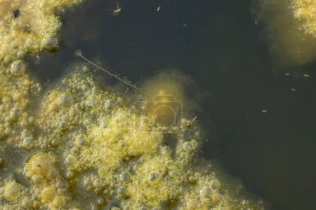 imagen infrarroja de lodo de algas verdosas flotando en la superficie del pozo.