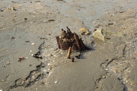 Infrarotaufnahme der sumpfigen Matschstrandumgebung am Niedrigwasser-Strand.