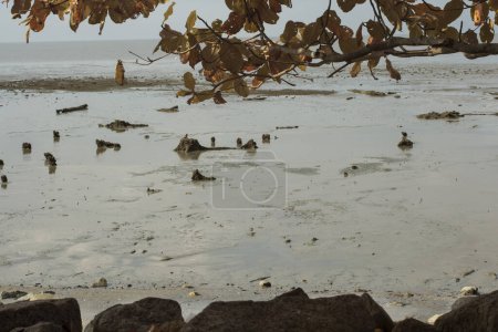 Photo for Infrared image of the swampy mud beach environment at the low-tide beach. - Royalty Free Image