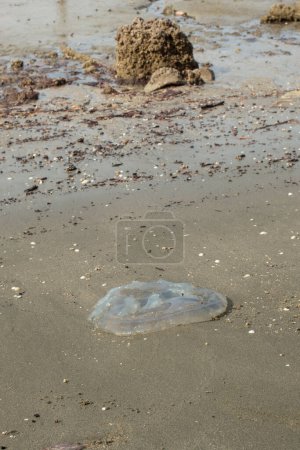 infrared image of the dead white translucent jelly fish on the beach.