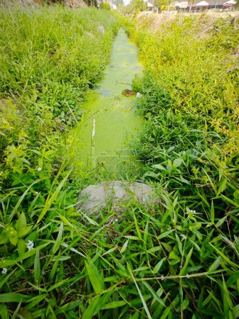 Téléchargez les photos : Boues d'algues verdâtres flottant à la surface du drain rural. - en image libre de droit