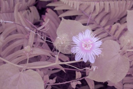 infrared image of wild Passiflora foetida flower in the bushy meadow. 