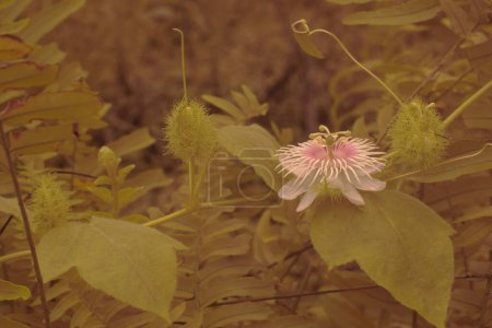 infrared image of wild Passiflora foetida flower in the bushy meadow. 