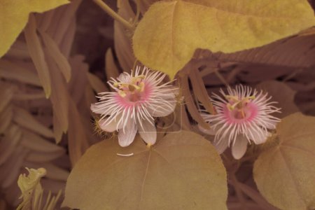 image infrarouge de la fleur sauvage de Passiflora foetida dans la prairie buissonnante. 