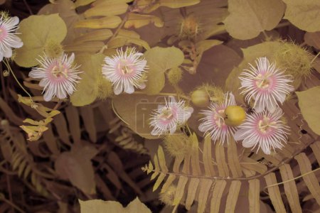 image infrarouge de la fleur sauvage de Passiflora foetida dans la prairie buissonnante. 