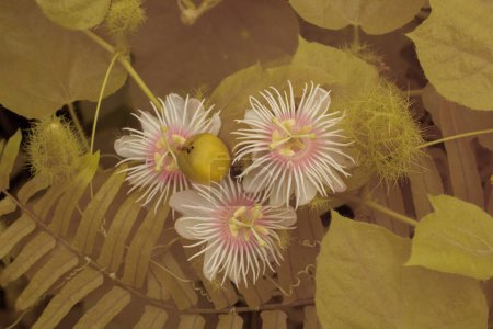 Infrarotbild der wilden Passiflora foetida-Blume auf der buschigen Wiese. 