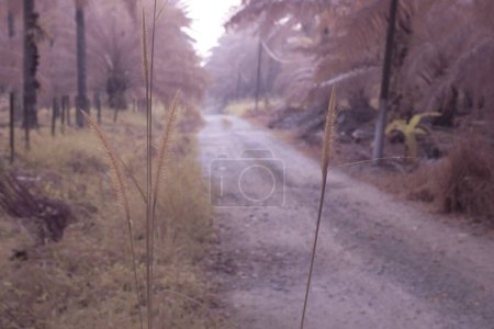 Téléchargez les photos : Image infrarouge de l'herbe à poils de la setaria knootroot par le sentier rural. - en image libre de droit