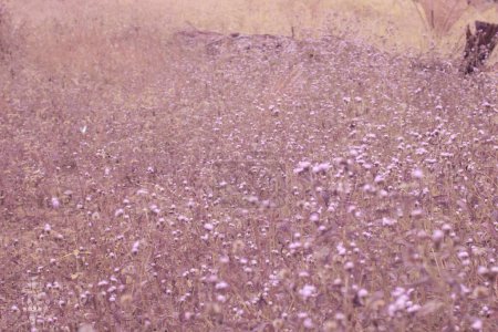 Téléchargez les photos : Image infrarouge d'une prairie remplie de minuscule herbe ageratum conyzoides. - en image libre de droit