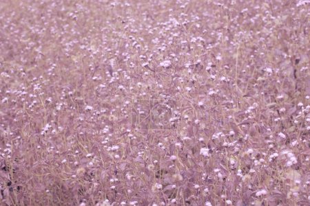 infrared image of meadow filled with tiny ageratum conyzoides weed.