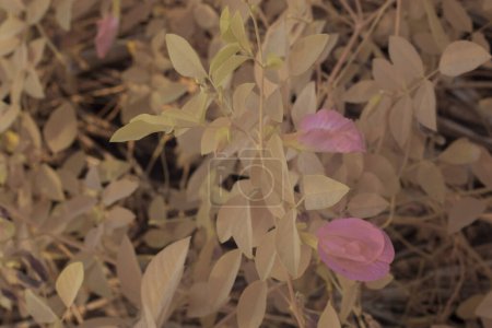 infrared image of pink butterfly pea flowers growing around the wild bushy meadow.  