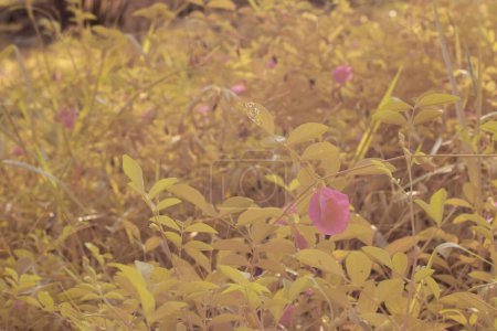 Infrarotbild von rosa Schmetterlingserbsenblumen, die um die wilde buschige Wiese herum wachsen.  