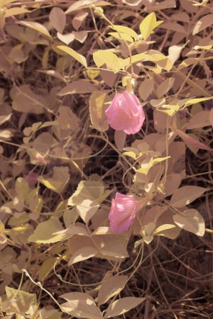 infrared image of pink butterfly pea flowers growing around the wild bushy meadow.  